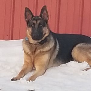 Meet your Posher, Darlys